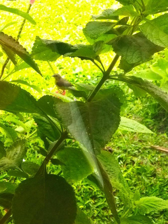 Bijagua Paradise Rio Celeste מראה חיצוני תמונה