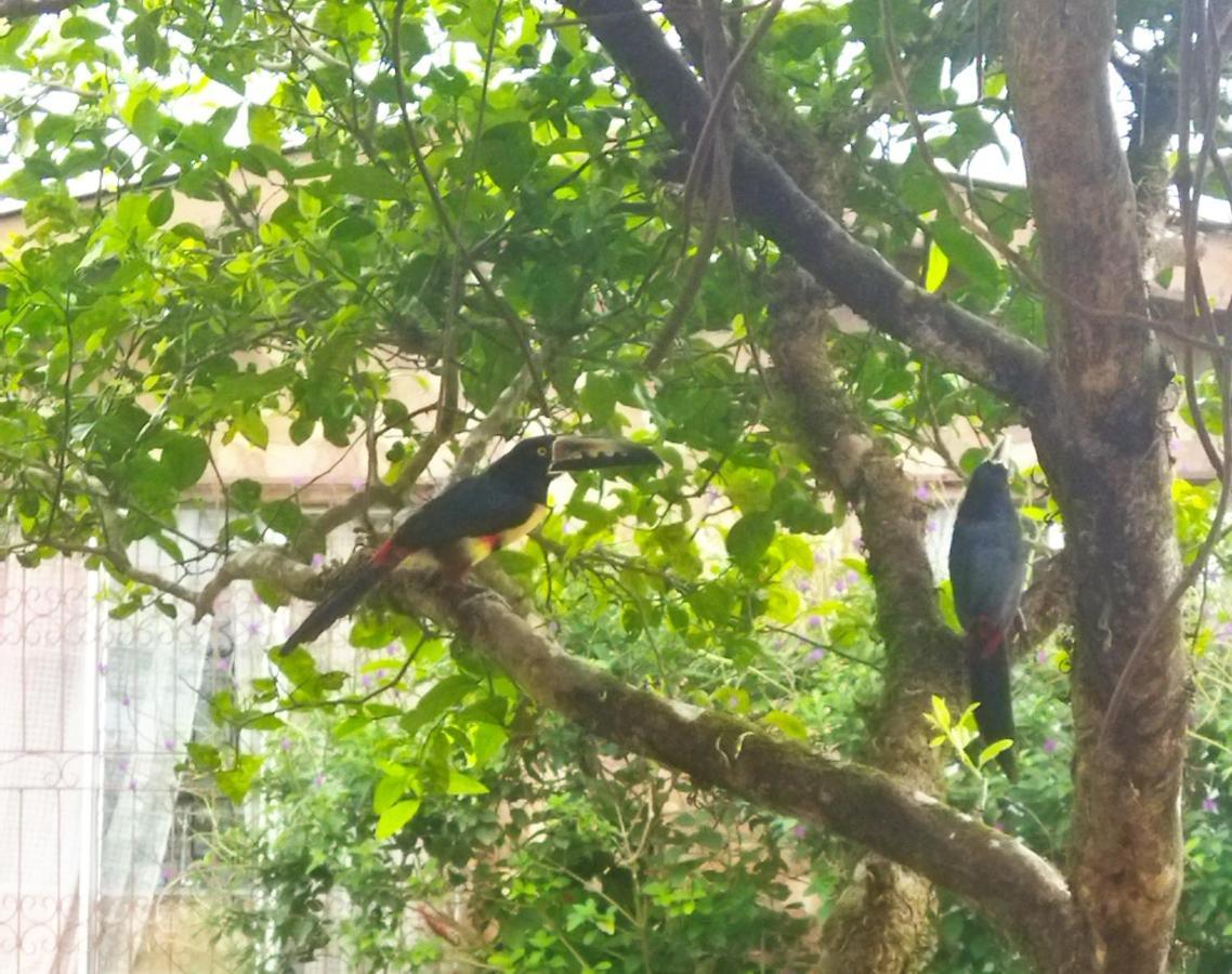 Bijagua Paradise Rio Celeste מראה חיצוני תמונה