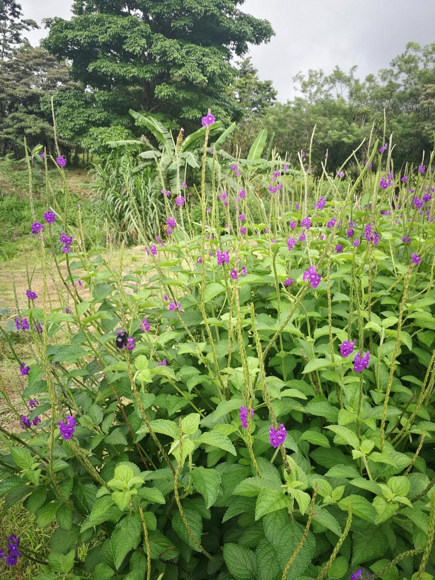 Bijagua Paradise Rio Celeste חדר תמונה