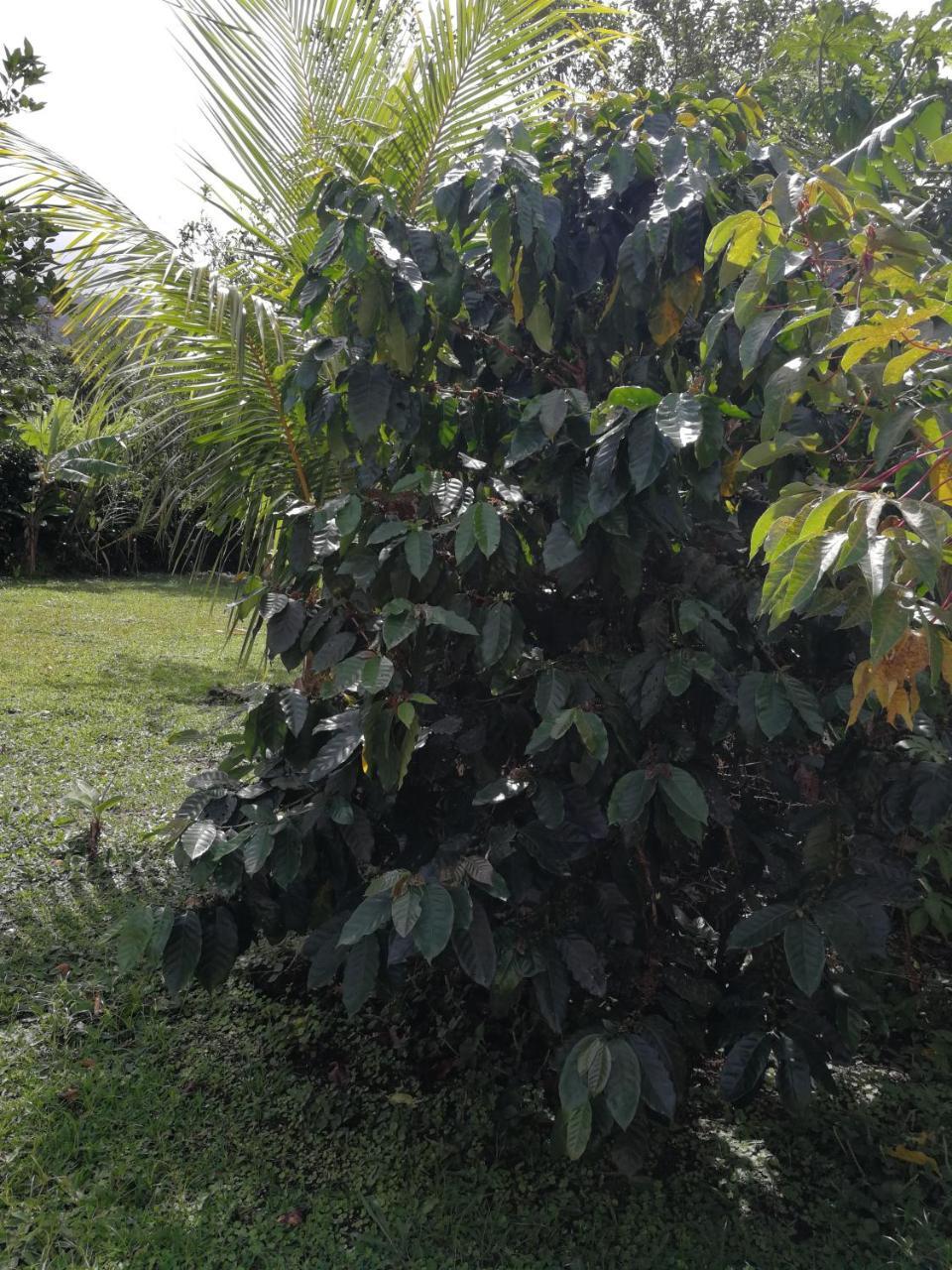 Bijagua Paradise Rio Celeste מראה חיצוני תמונה