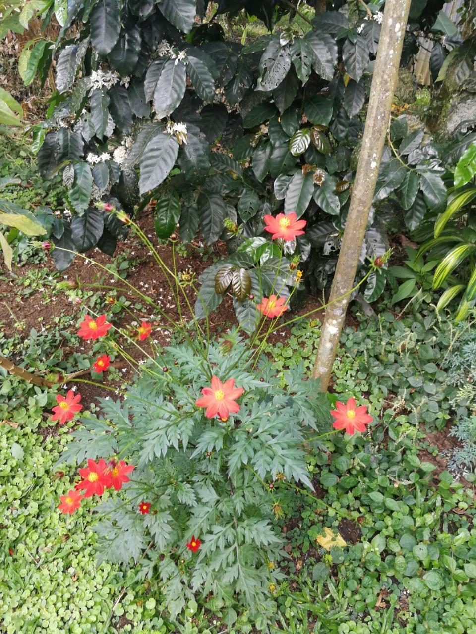 Bijagua Paradise Rio Celeste מראה חיצוני תמונה